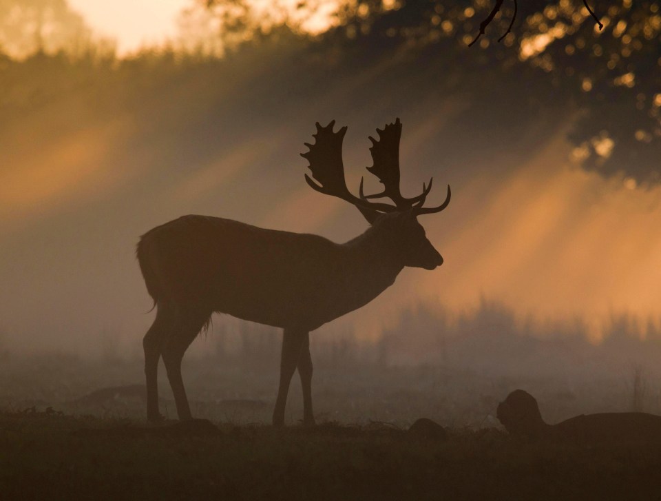The Helmingham grounds are home to deer