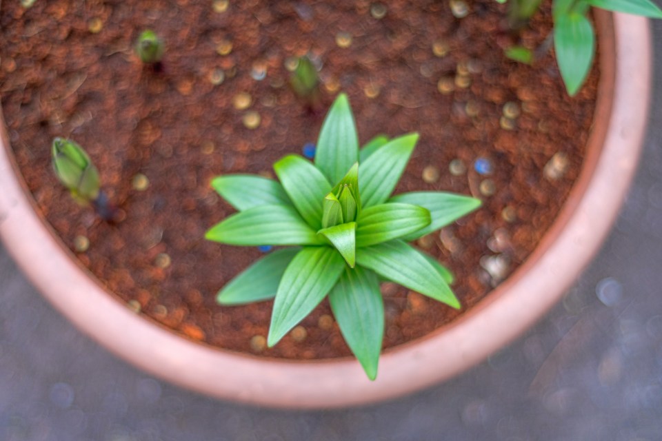 Lily plant and buds in a clay plant pot on a multi-colored bokeh background in soft sunlight in springtime.