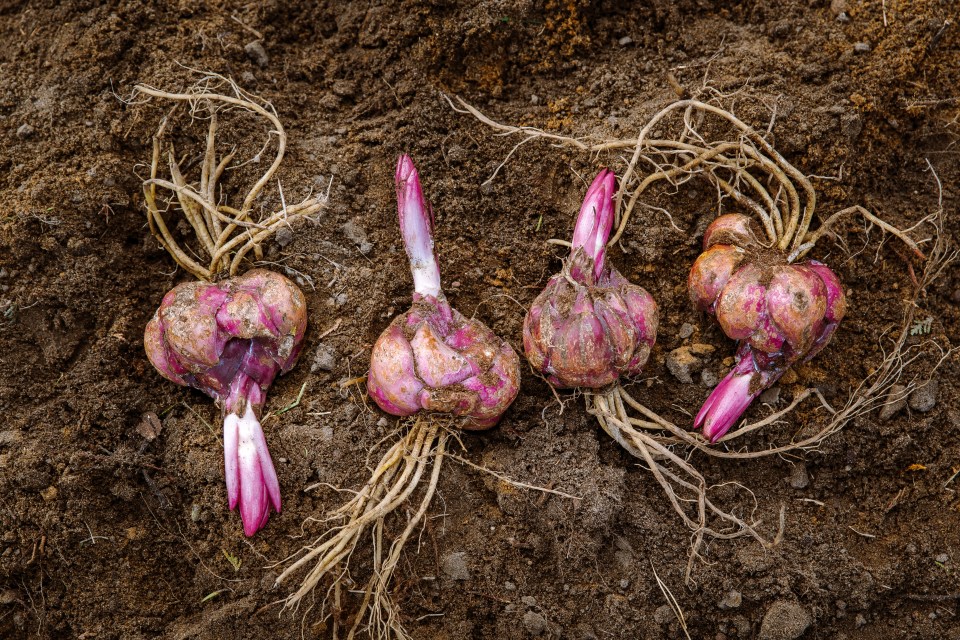 Lily bulbs ready for planting in ground. Purple flower bulbs sprouting. Springtime and gardening season.