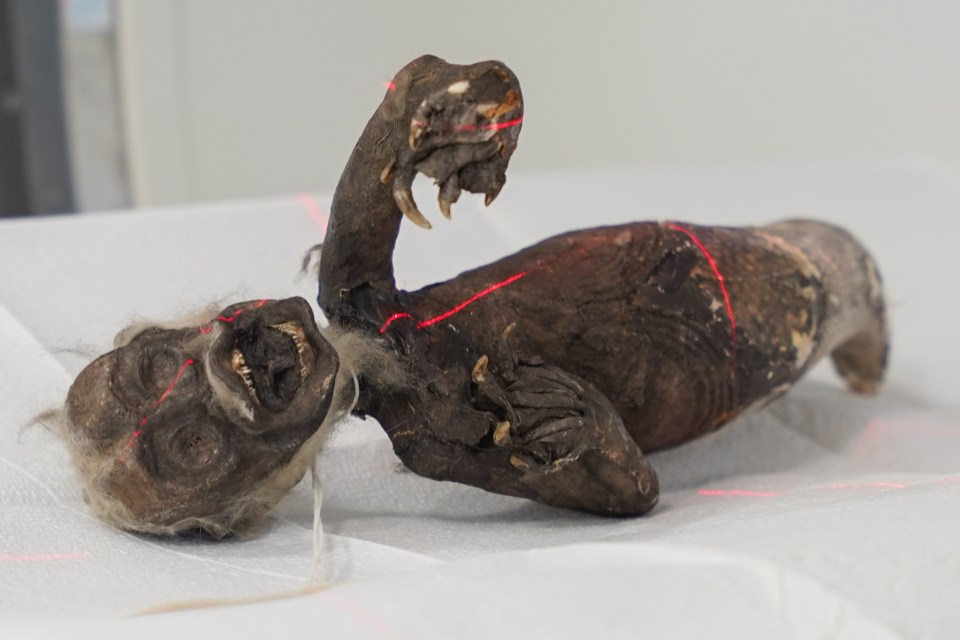 The mummified creature was found off the coast of Japan more than 100 years ago