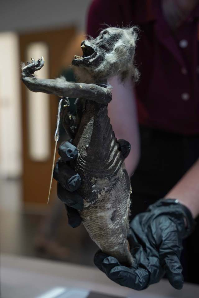 The top half of the oddity looks like a monkey, while the lower half of its body resembles a fish mermaid