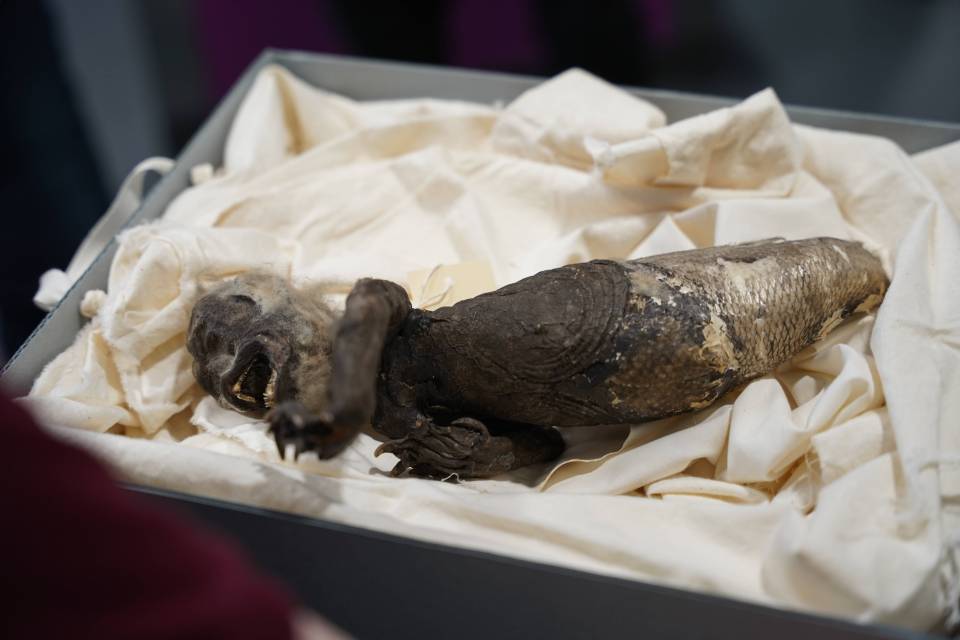 Scientists said the creature could have been made from parts of several animals