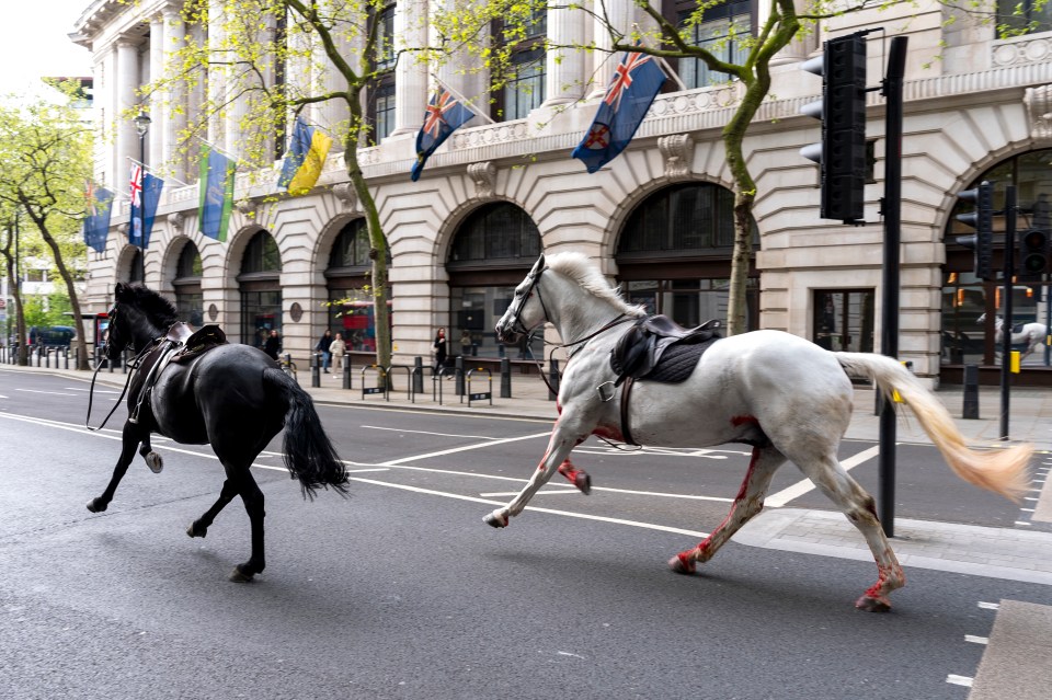 Five of the seven horses involved were injured, with two said to be in a serious condition