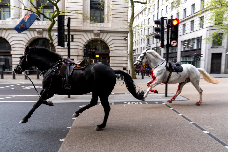 The Household Cavalry said the horses were taking part in an exercise in Belgravia when they were spooked