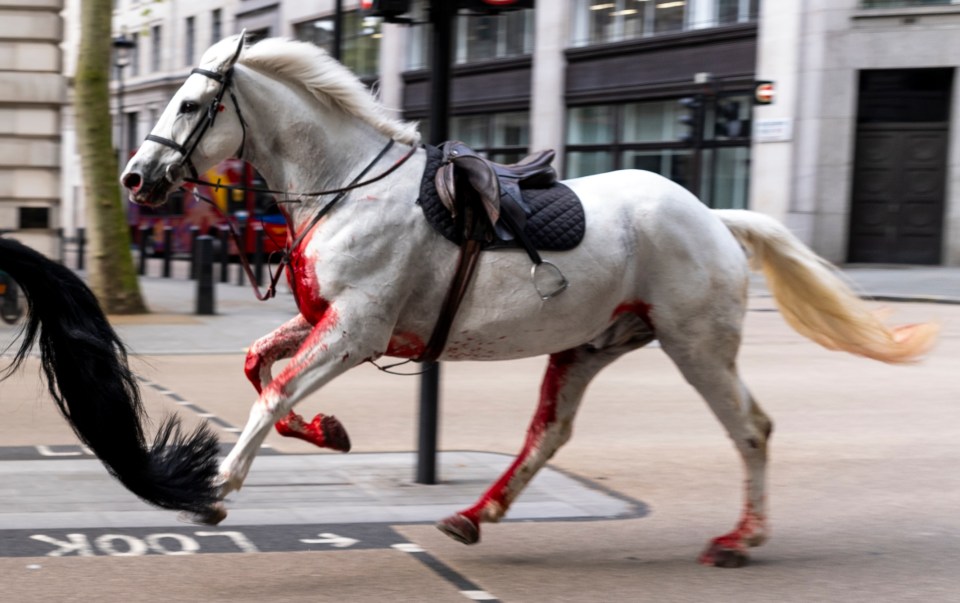 The white horse was covered in blood as it ran through the street near Aldwych