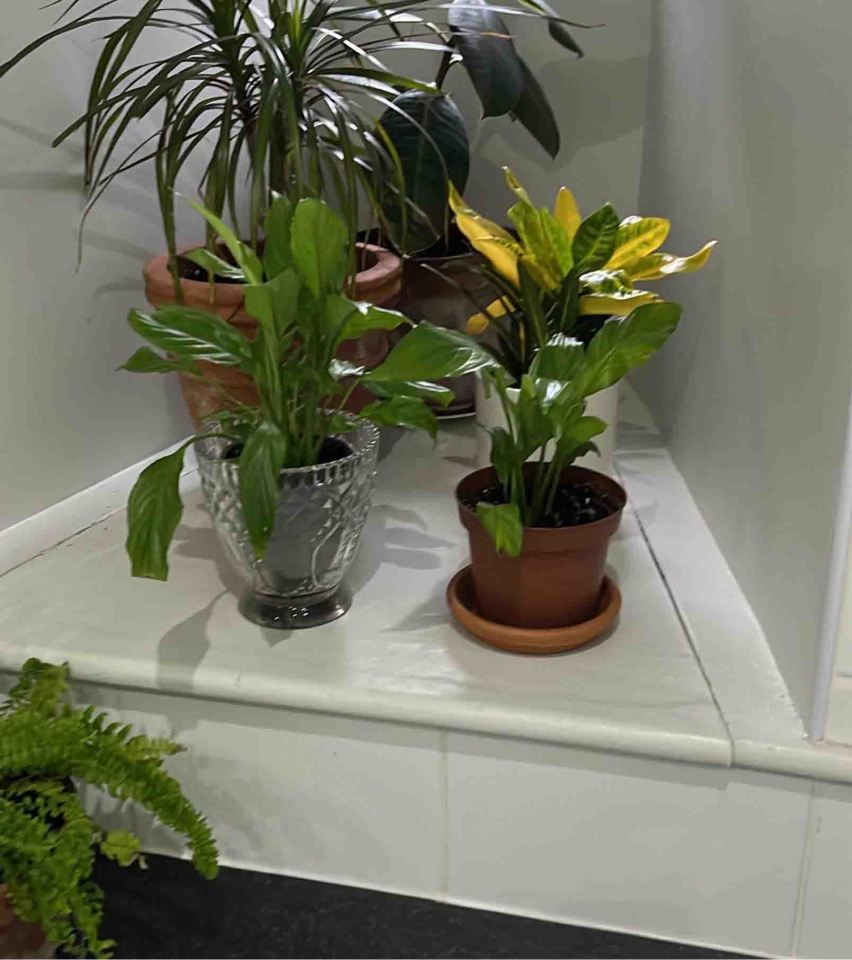 Tracy says her husband was cleaning under the plants in their family bathroom when he discovered the feature