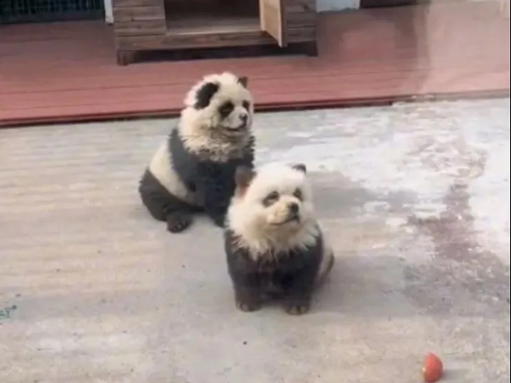 A Chinese zoo was slammed by visitors after dyeing dogs to look like pandas