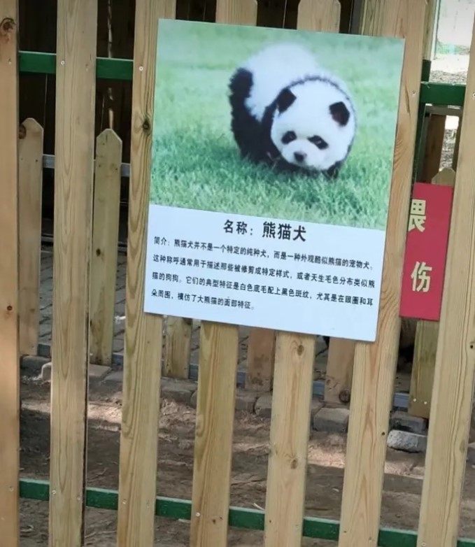 A signboard at the zoo claimed the 'panda dogs' are small pooches that resemble pandas either naturally or through grooming
