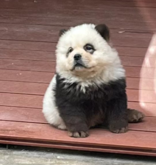 The zoo later admitted the animals were painted chow chow pups