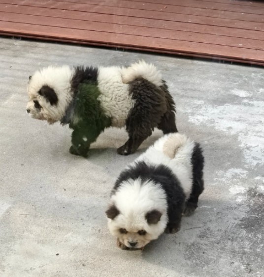 Some visitors were outraged at the 'fake promises' to see the little pandas