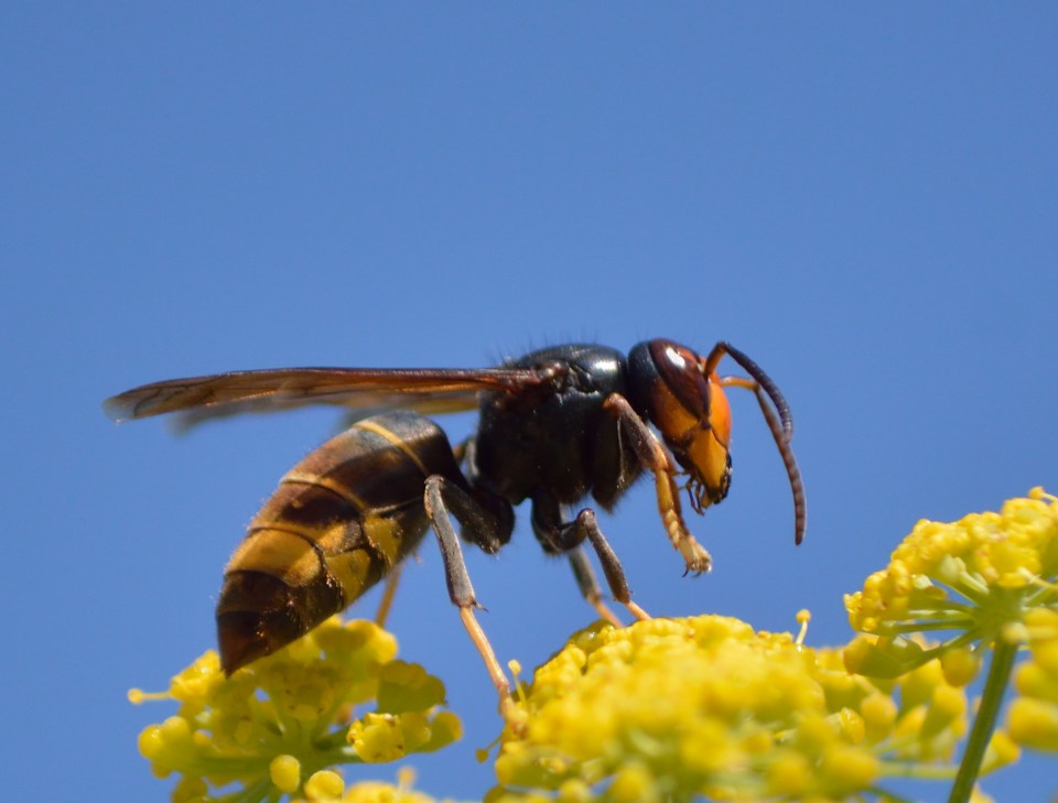 Last year saw record numbers as sightings of the killer insect soared by a staggering 3,800 per cent