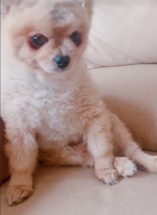 The Pomeranian was stolen but later returned to Swan-Miller