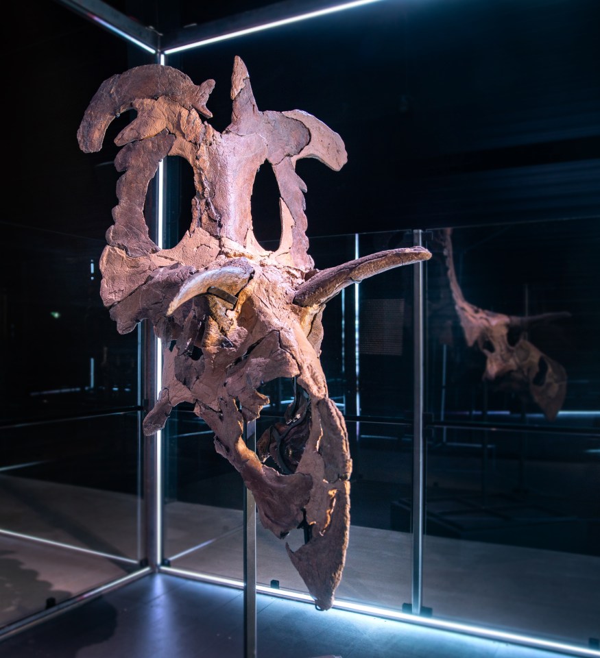 a triceratops skull is displayed in a glass case