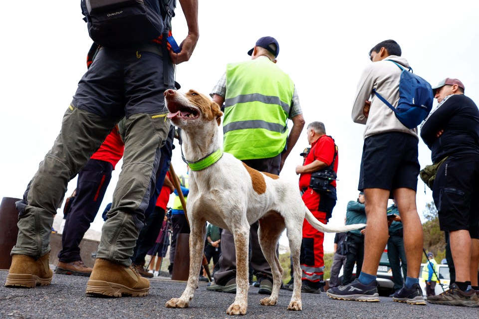 a man in a yellow vest stands next to a dog