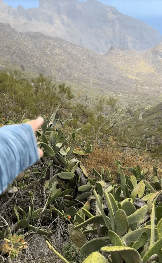 a person is pointing at a cactus in a field with mountains in the background