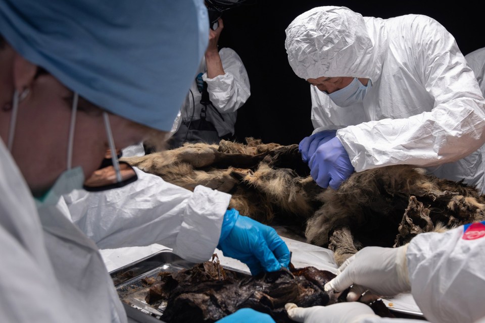 The research conducted could be a breakthrough for knowledge on ancient disease