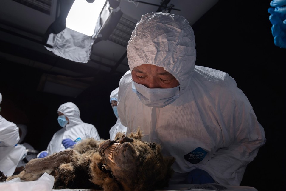 Experts are studying ancient viruses by looking at the wolfs last meal