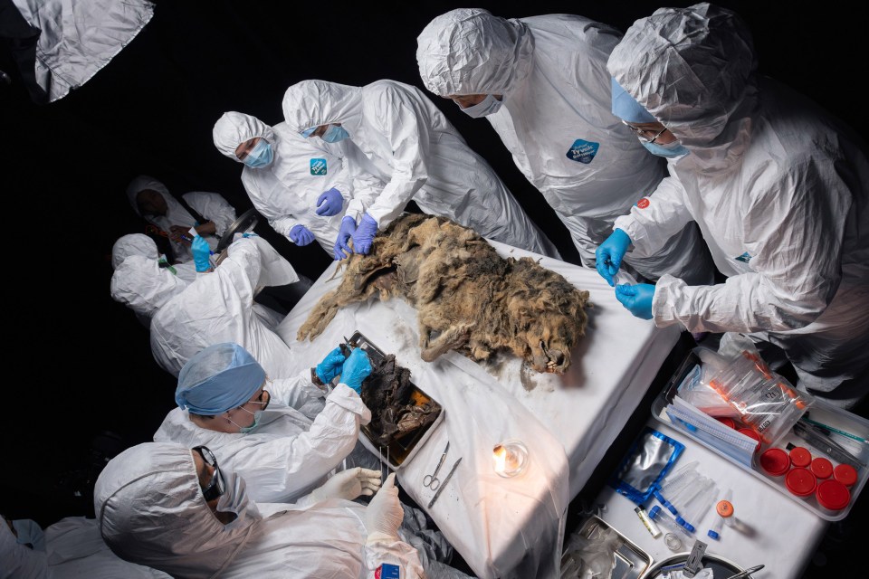 It's the oldest known wolf to be subjected to an autopsy