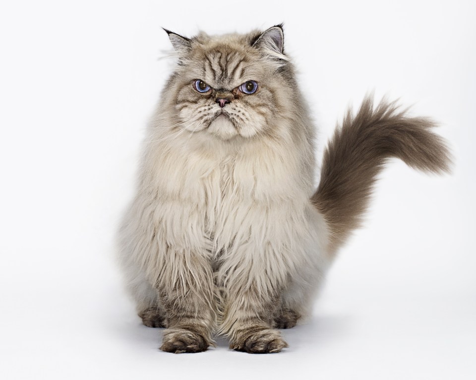 Grumpy cat looking at camera