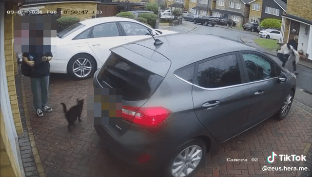 a tiktok video of a cat walking next to a car