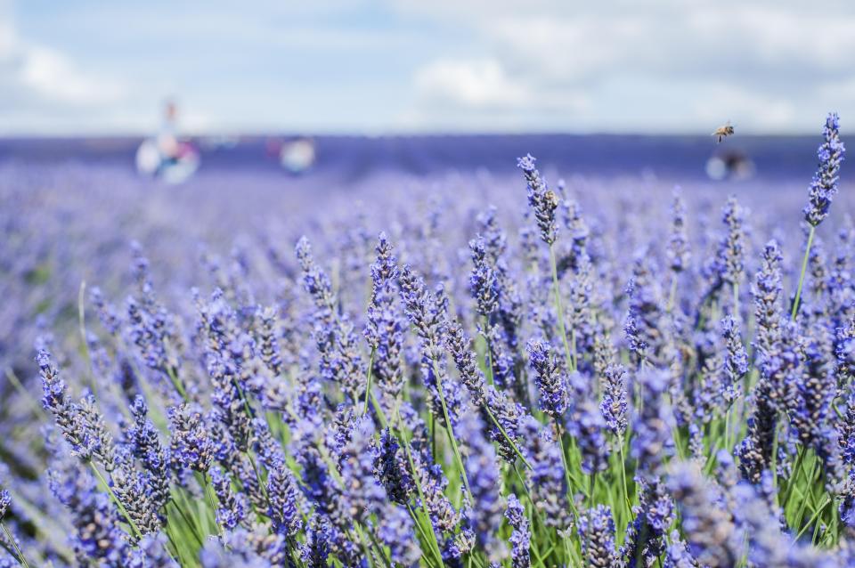 a bee is flying over a field of lavender flowers