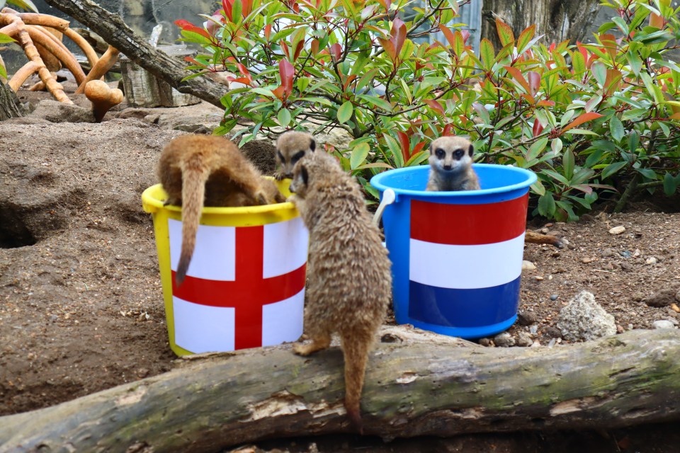 A mob of mystic meerkats have predicted victory for England over the Netherlands tonight
