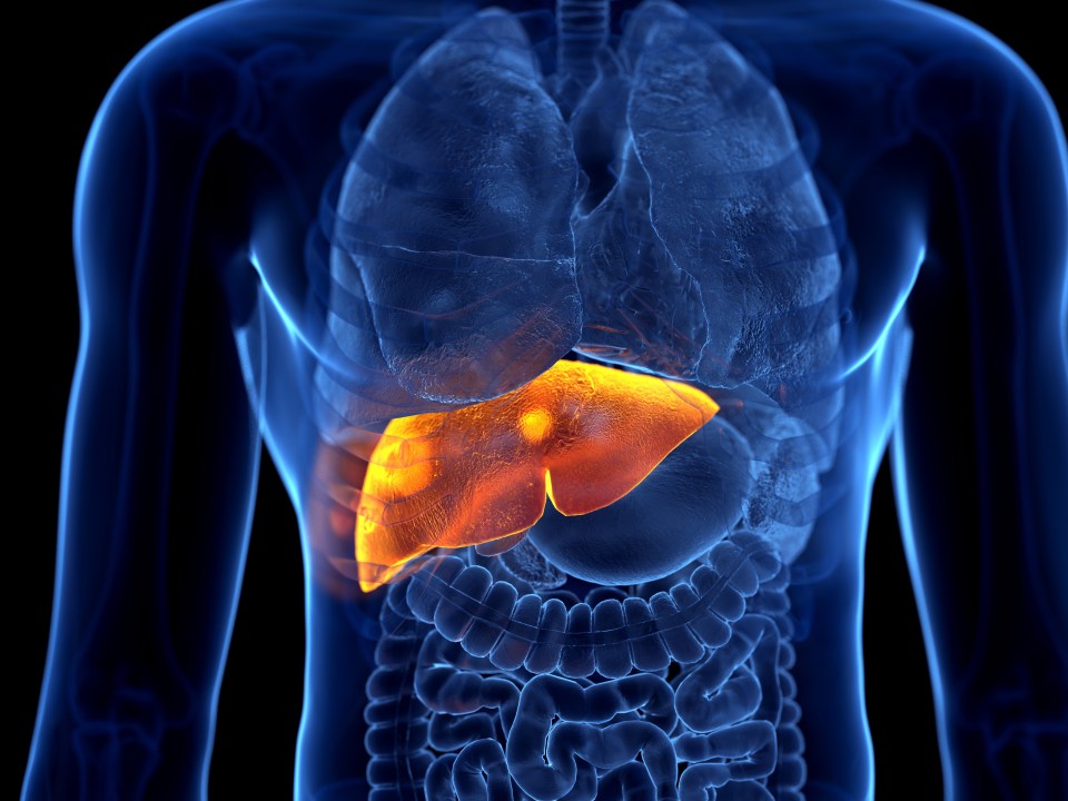 a computer generated image of a person 's liver