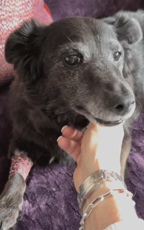 Ruth posted an update on their dog Maggie this week