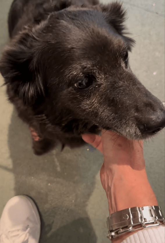 Maggie is 14 and needed treatment at the vets