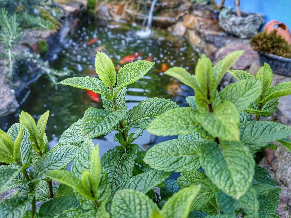 a pond with a waterfall in the background and mint leaves in the foreground