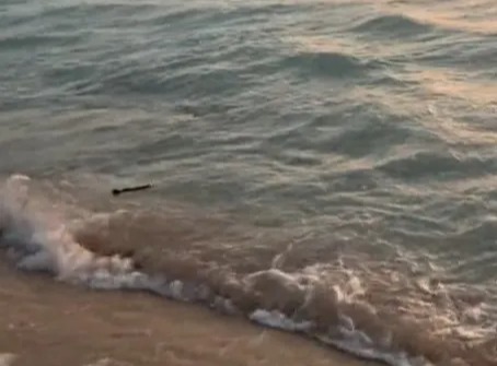 a stick is laying on the beach near the ocean .