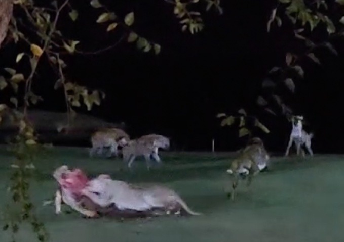 DINNER FOR TWO GETS A BIT WILD!,  , For most golfers the normal hazards on the 18th hole can be bunkers or a lake  but on this South African course it was two LIONS, a giant CROCODILE and a pack of HYENAS!,  , Skukuza Golf Club in the famous Kruger National Park is known as the Worlds Wildest Golf Club because killer predators and wild animals have the full run of the unfenced fairways.,  , Members and tourists including many British golfers who safari in the game park and are regulars are used to seeing roaming lions, elephants, leopards, rhino, leopards and snakes.,  , But this week as darkness fell on the final hole and dozens of golfers were dining on the deck at the 19th they were watching an impala quietly grazing on the green under lights., , But unknown to them two lionesses were stalking the unsuspecting deer and despite being right by the restaurant and the presence of members it was on their menu for dish of the day.,  , Greenkeeper Jean Rossouw, 33, said: There was suddenly a huge snarling and commotion as the two lionesses came from nowhere and took the impala right in front of our diners.
