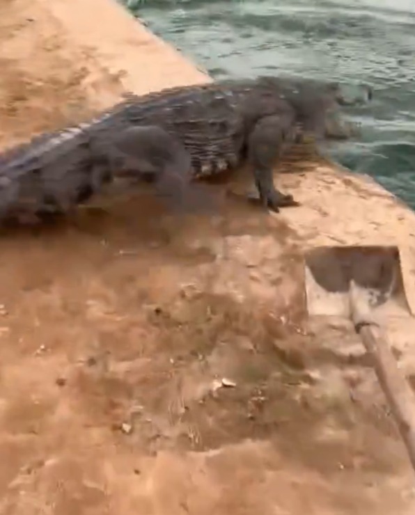 a crocodile is standing on a dock next to a shovel .