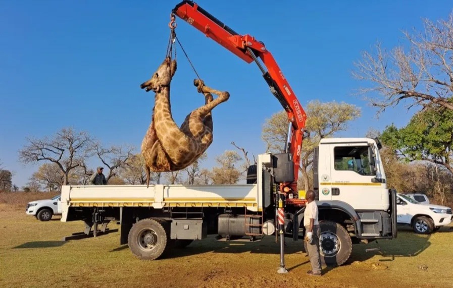 DINNER FOR TWO GETS A BIT WILD!,  , For most golfers the normal hazards on the 18th hole can be bunkers or a lake  but on this South African course it was two LIONS, a giant CROCODILE and a pack of HYENAS!,  , Skukuza Golf Club in the famous Kruger National Park is known as the Worlds Wildest Golf Club because killer predators and wild animals have the full run of the unfenced fairways.,  , Members and tourists including many British golfers who safari in the game park and are regulars are used to seeing roaming lions, elephants, leopards, rhino, leopards and snakes.,  , But this week as darkness fell on the final hole and dozens of golfers were dining on the deck at the 19th they were watching an impala quietly grazing on the green under lights., , But unknown to them two lionesses were stalking the unsuspecting deer and despite being right by the restaurant and the presence of members it was on their menu for dish of the day.,  , Greenkeeper Jean Rossouw, 33, said: There was suddenly a huge snarling and commotion as the two lionesses came from nowhere and took the impala right in front of our diners.