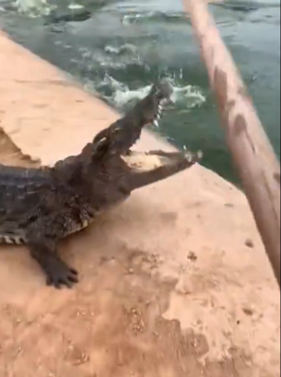 a crocodile is laying on the ground next to a body of water .