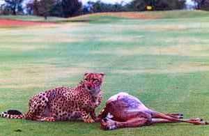 DINNER FOR TWO GETS A BIT WILD!,  , For most golfers the normal hazards on the 18th hole can be bunkers or a lake  but on this South African course it was two LIONS, a giant CROCODILE and a pack of HYENAS!,  , Skukuza Golf Club in the famous Kruger National Park is known as the Worlds Wildest Golf Club because killer predators and wild animals have the full run of the unfenced fairways.,  , Members and tourists including many British golfers who safari in the game park and are regulars are used to seeing roaming lions, elephants, leopards, rhino, leopards and snakes.,  , But this week as darkness fell on the final hole and dozens of golfers were dining on the deck at the 19th they were watching an impala quietly grazing on the green under lights., , But unknown to them two lionesses were stalking the unsuspecting deer and despite being right by the restaurant and the presence of members it was on their menu for dish of the day.,  , Greenkeeper Jean Rossouw, 33, said: There was suddenly a huge snarling and commotion as the two lionesses came from nowhere and took the impala right in front of our diners.