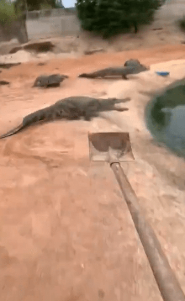a group of crocodiles are laying on the ground next to a shovel .