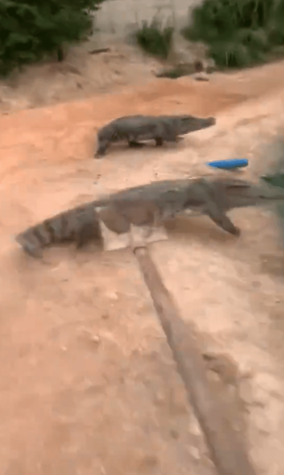 two crocodiles are walking down a dirt road .