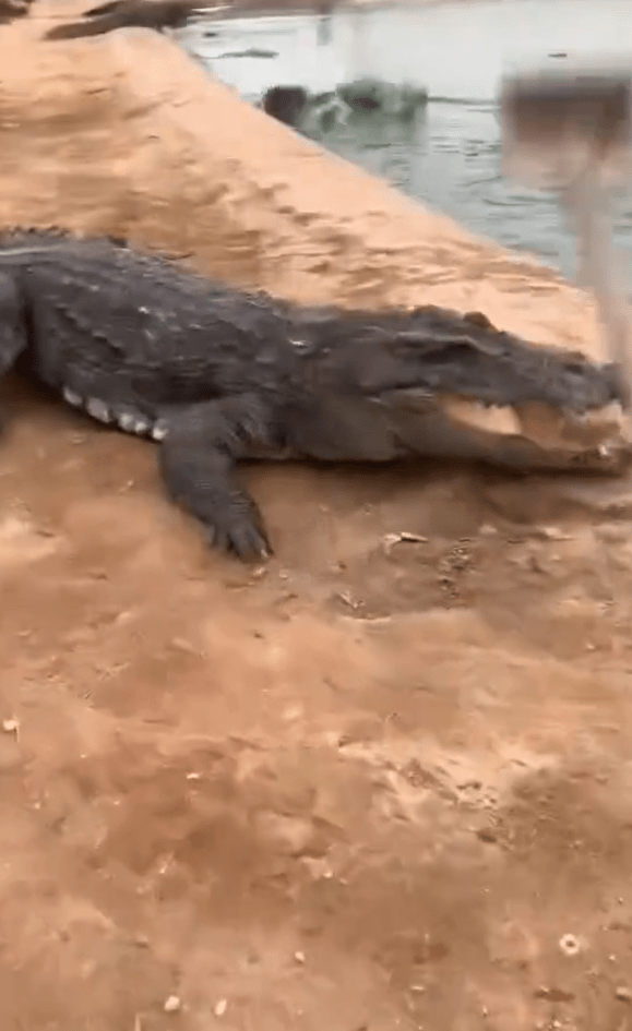 a crocodile is laying on the ground next to a body of water .