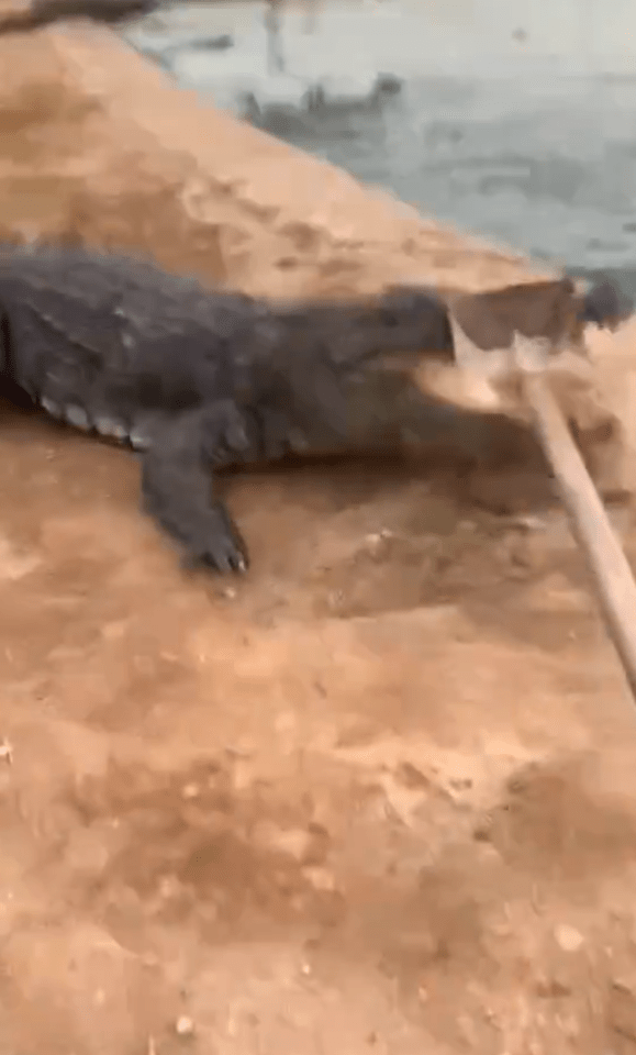 a crocodile is laying on the ground with a shovel in its mouth .