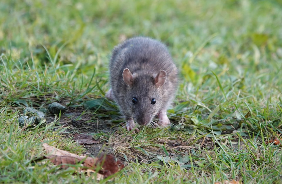 a gray rat standing in the grass looking at the camera