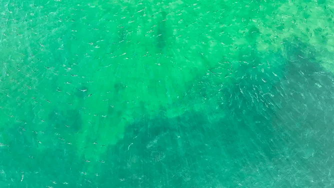 Spot the prowling shark in 11 seconds