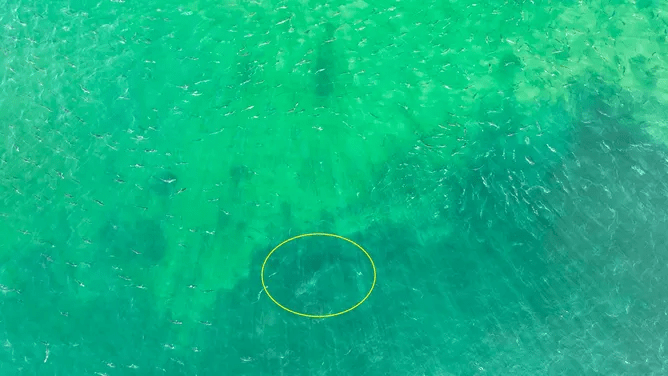 Were you able to catch the shark?