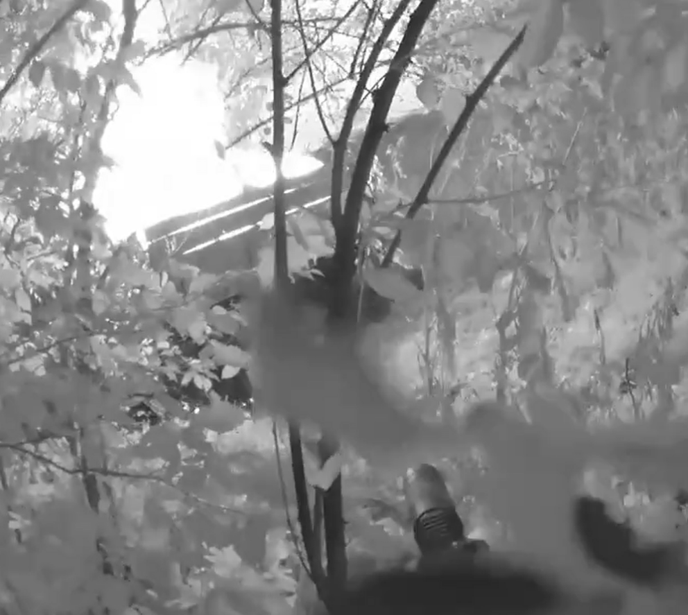 a black and white photo of a tree in a forest