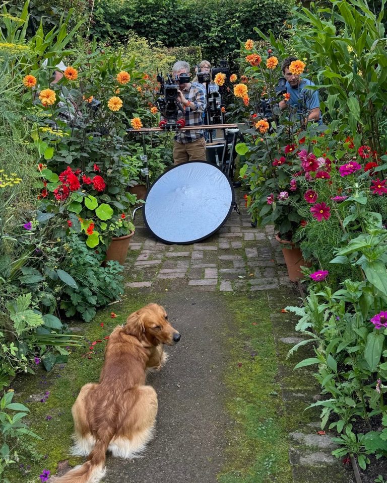 a dog sits in the middle of a flower garden