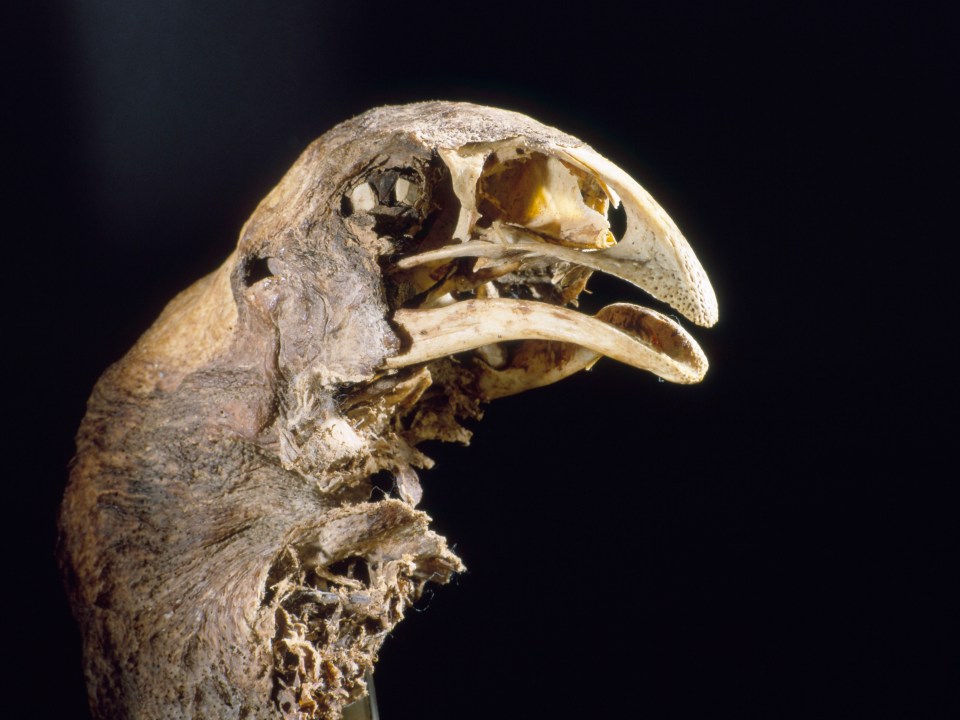 a close up of a bird 's head with a black background