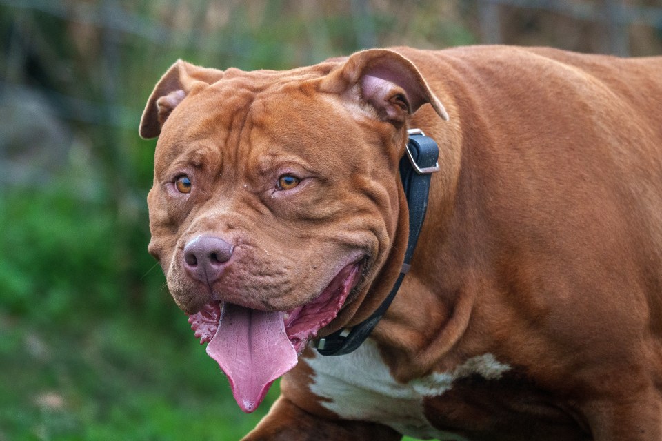 a brown and white dog with its tongue hanging out