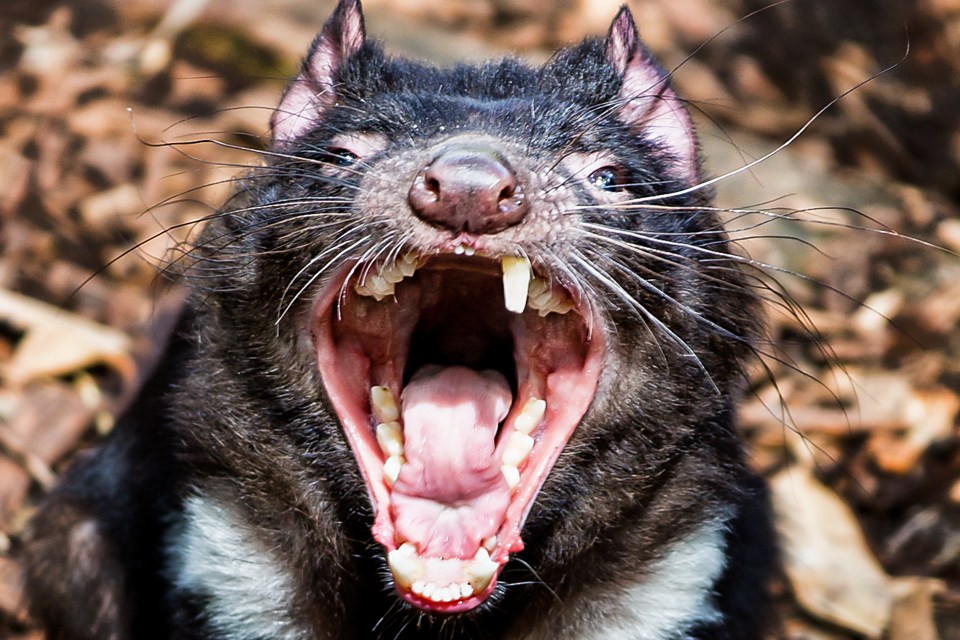 Australia's Tasmanian Devil, displaying his powerful jaws for the camera.