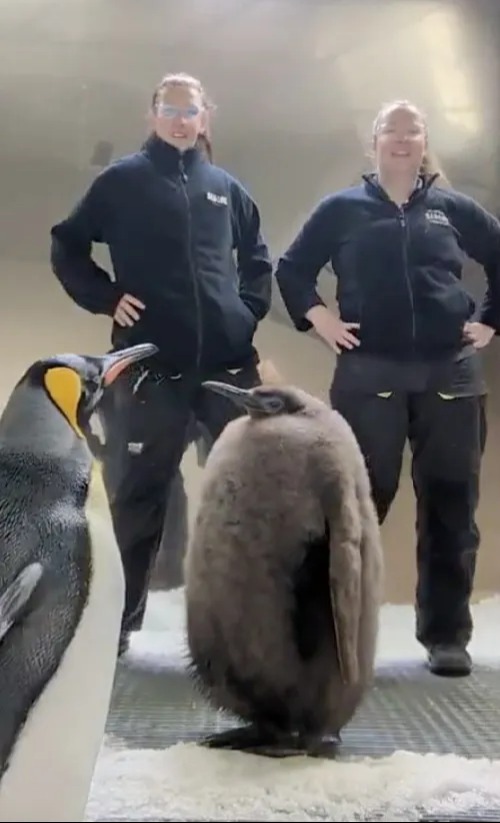 two women are standing next to a baby penguin .