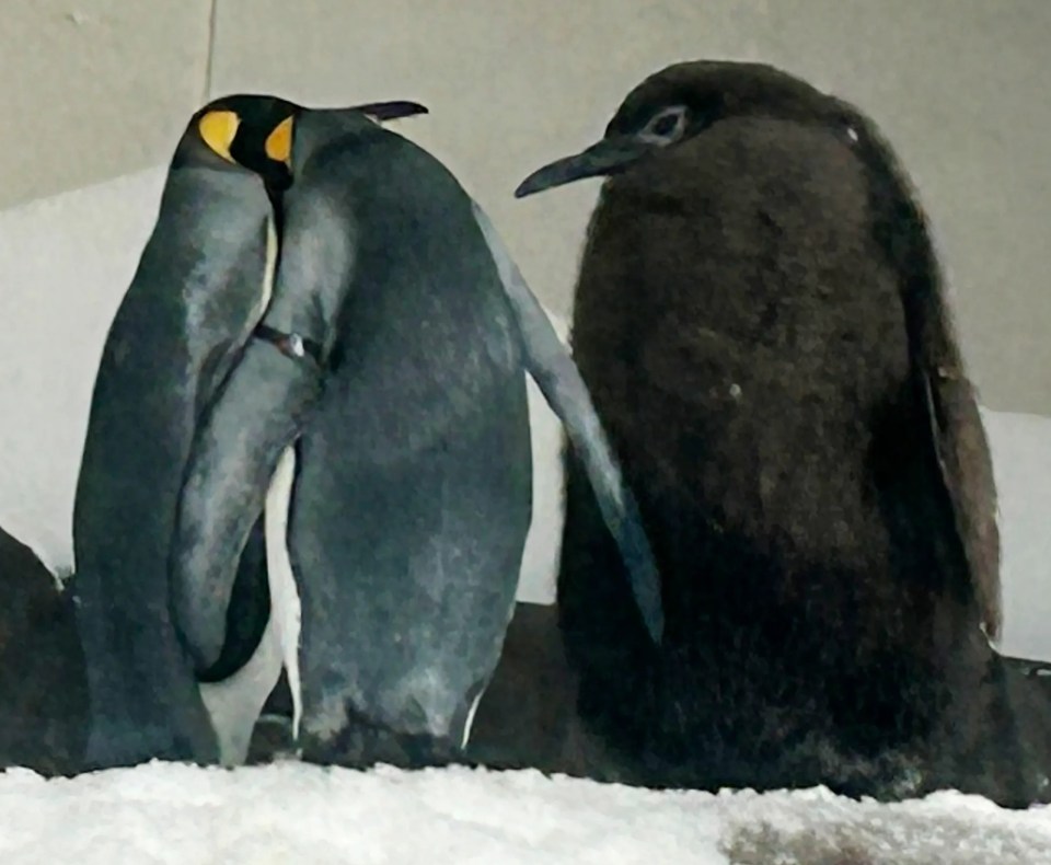 two penguins are standing next to each other in the snow